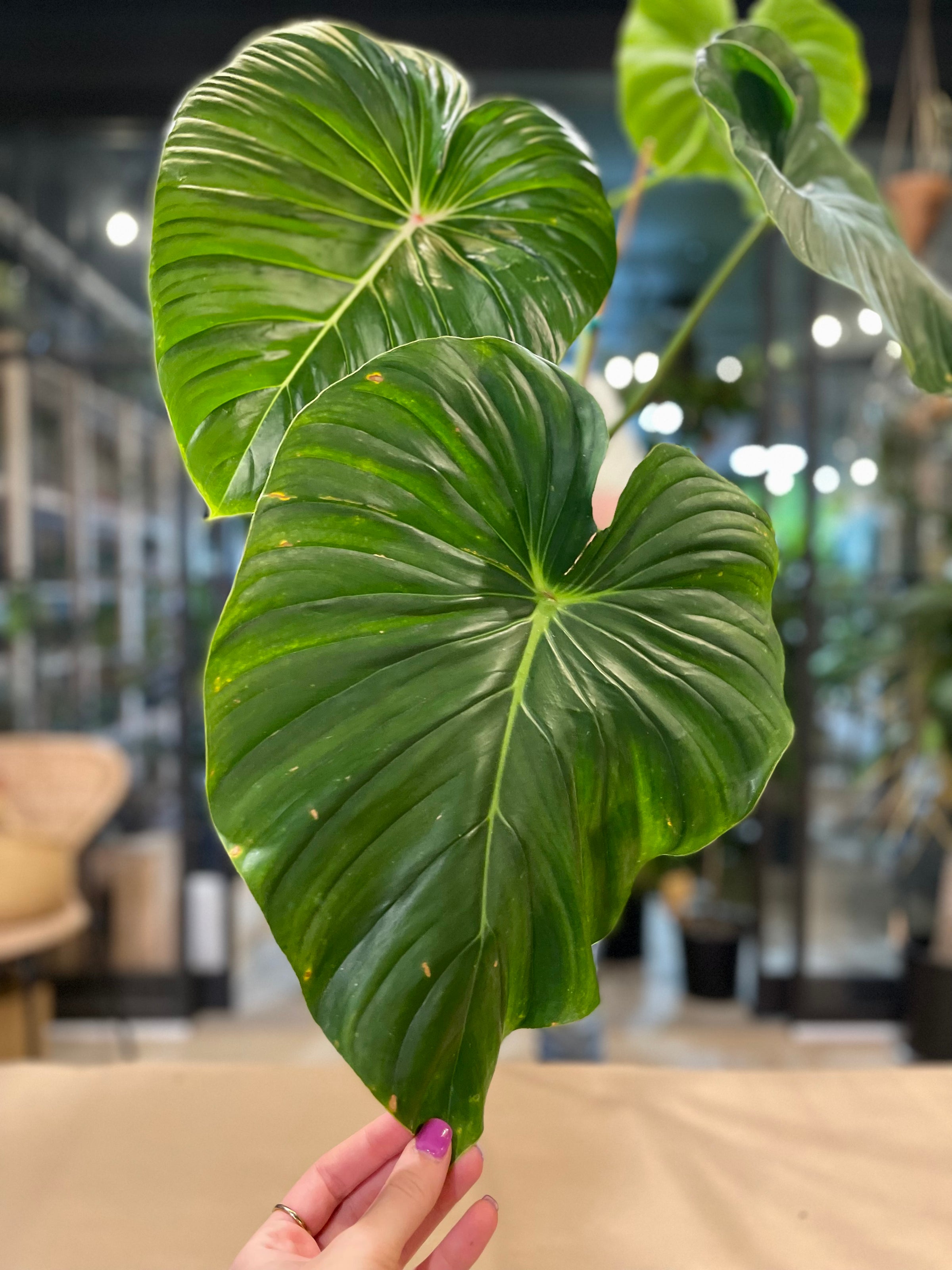 Immersive Houseplant Experiences | spotted leaf plant company