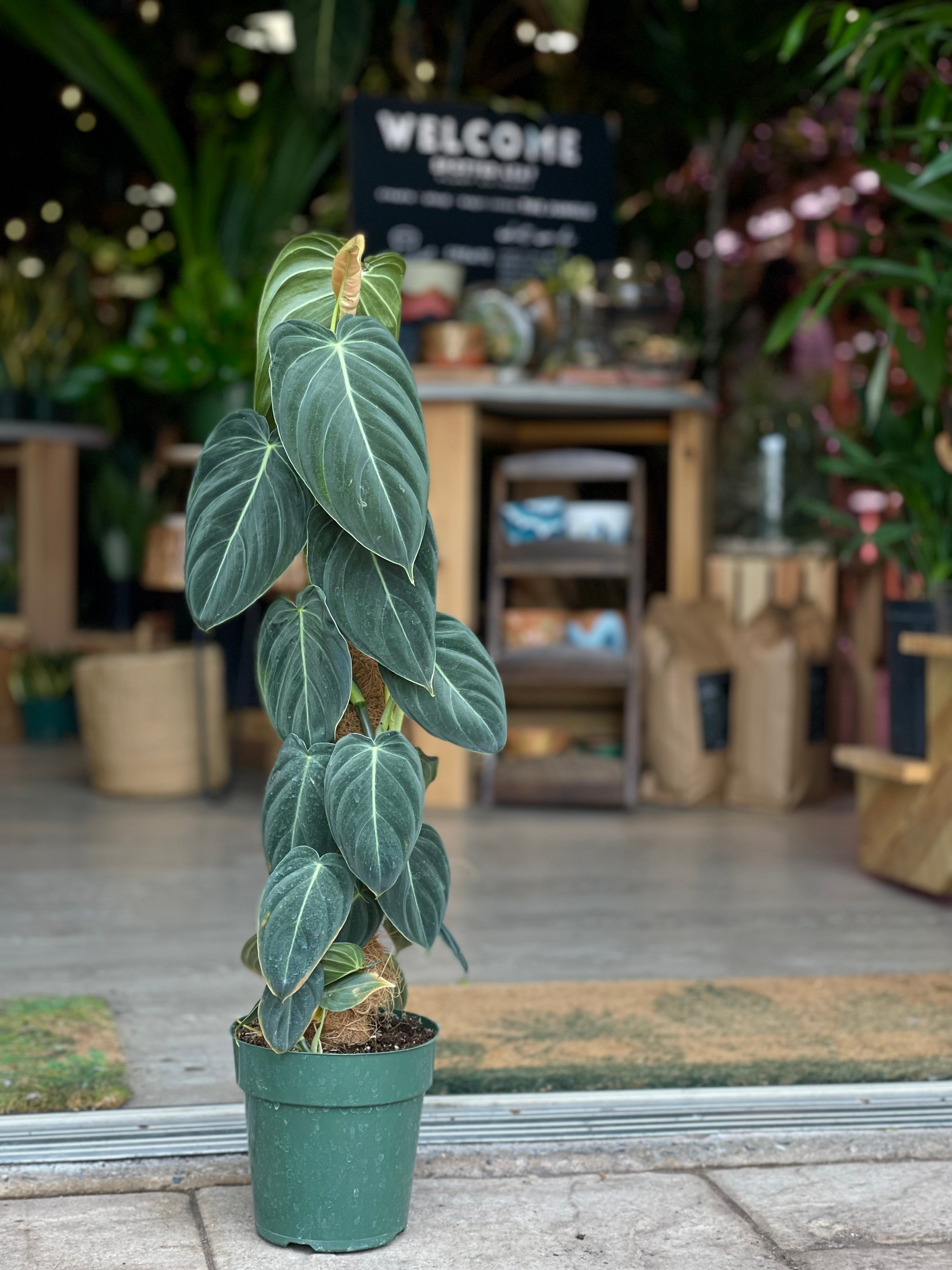 Immersive Houseplant Experiences | spotted leaf plant company